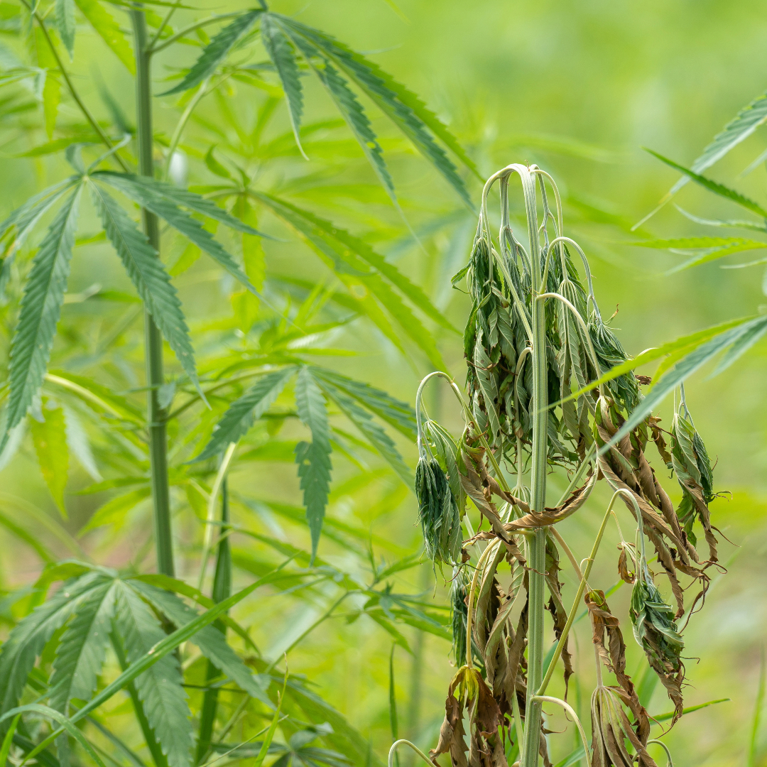 Hemp Crops and Soils