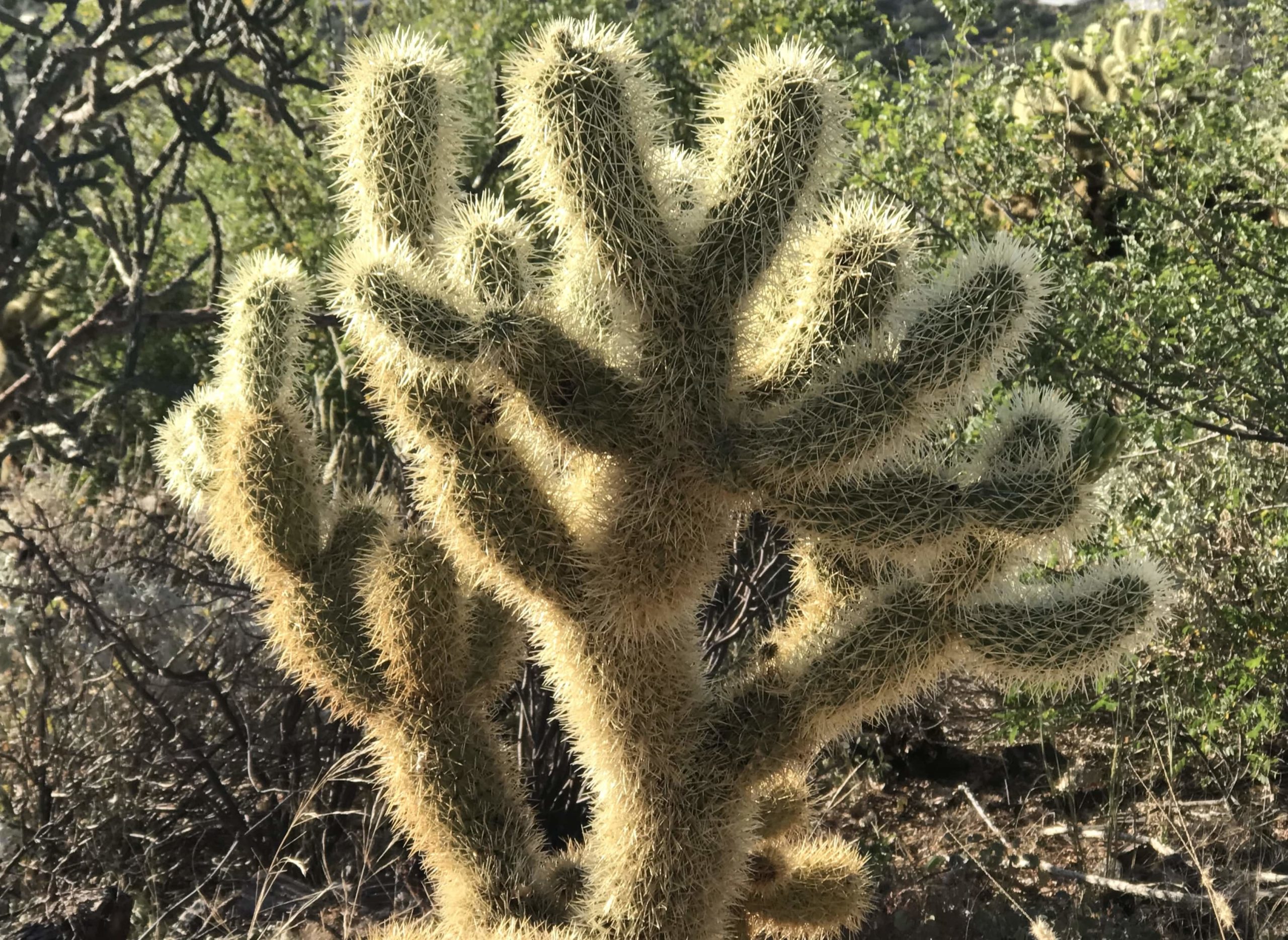 chollacactus cros.land