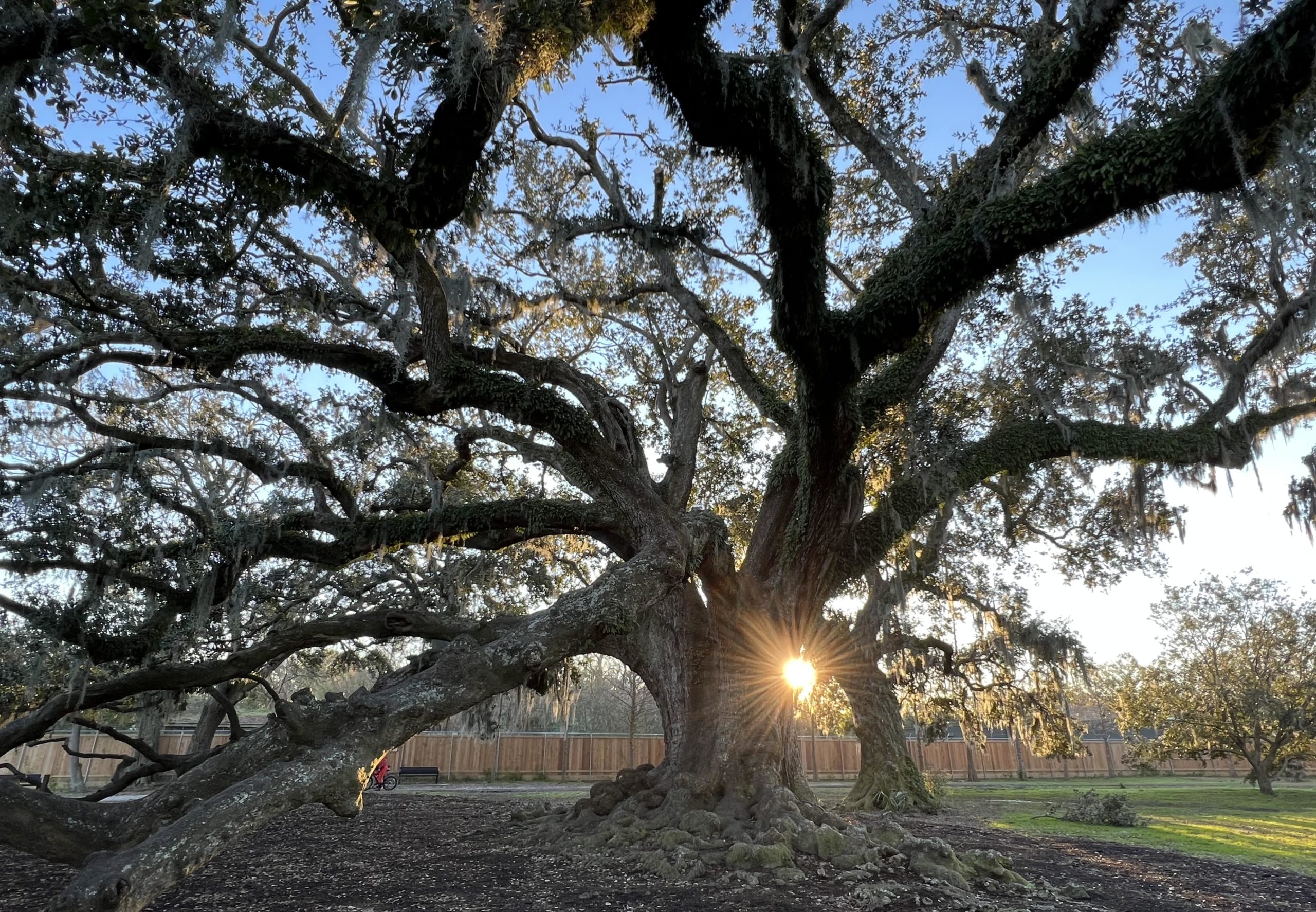 treeoflifeneworleans cros.land
