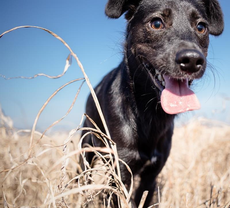 Veterinarian Services Health Certificates in Bluejacket, OK Cross 7