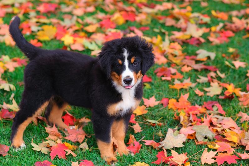 Veterinarian for Spay and Neutering Services in Bluejacket, OK Cross