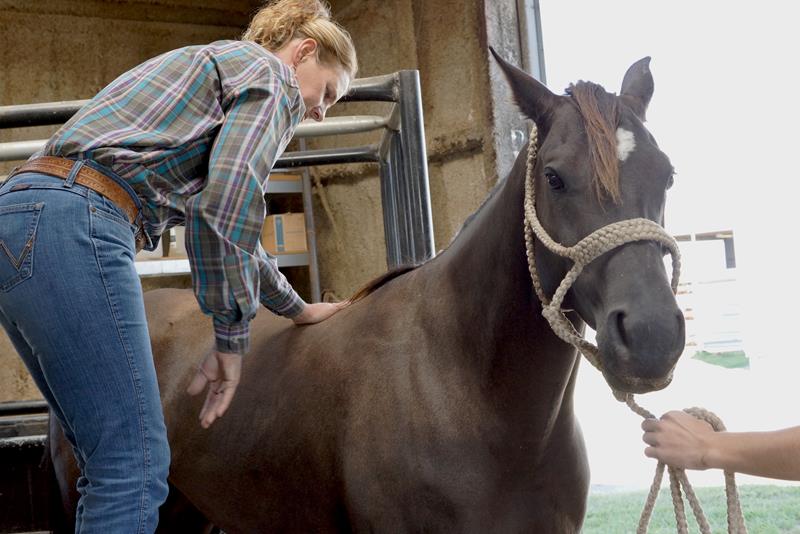 Veterinarian Accepting New Patients in Bluejacket, OK Cross 7