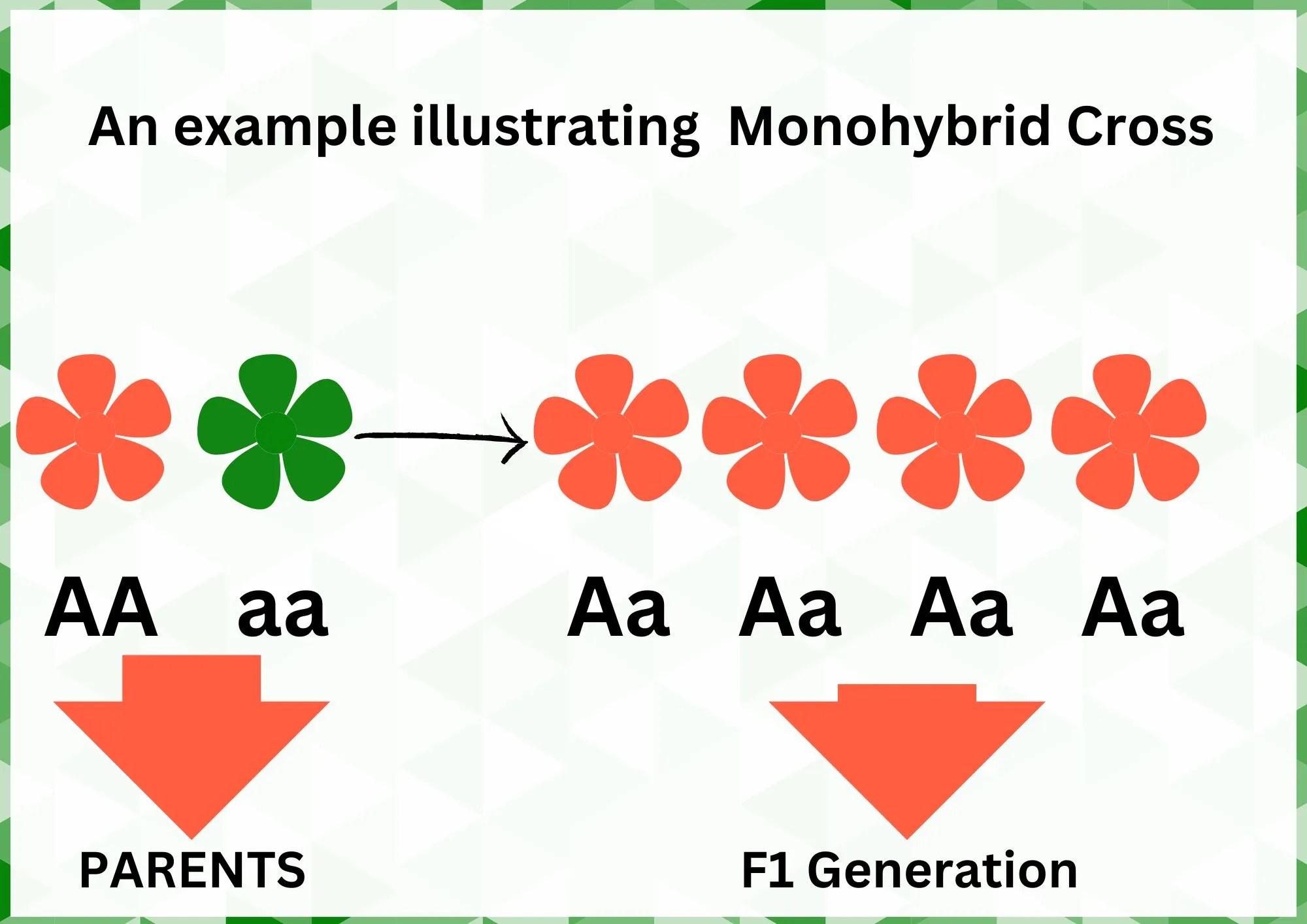 Monohybrid Cross Definition