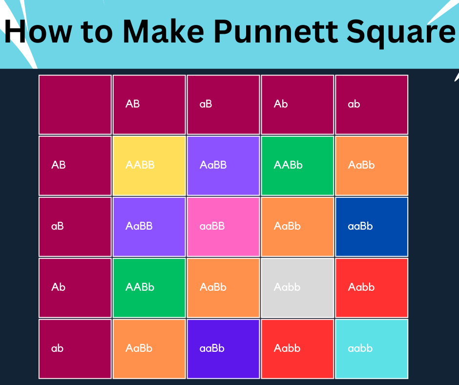 How to Calculate Punnett Square for Dihybrid Cross