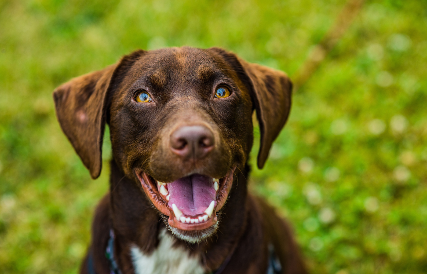 Best Vet Hospital In Wynne, AR Cross County Vet Clinic