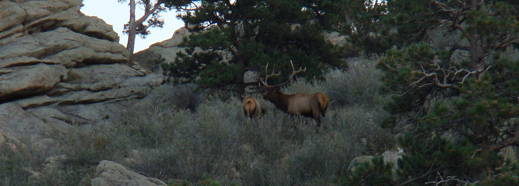 Wyoming Elk Hunting Cross C Ranch Wyoming Elk Area 7, Wyoming Mule
