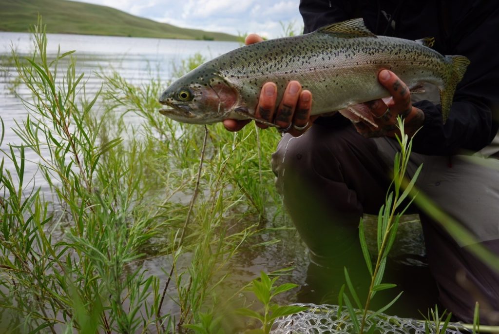 June Fly Fishing Report CrossCurrents Fly Shop Missouri River Craig