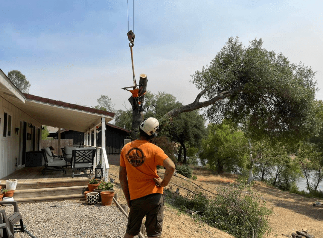 Tree Removal Crosscut Tree Service Inc