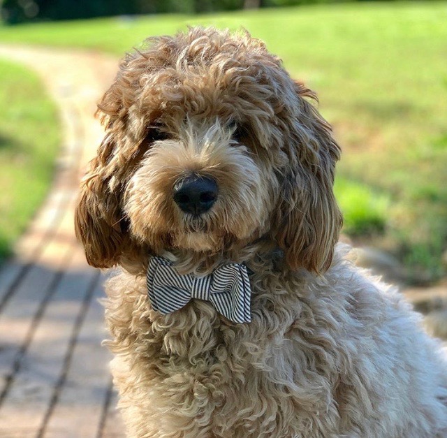 IMG_6227 Crossfield Doodles Down South Labradoodle puppies in South