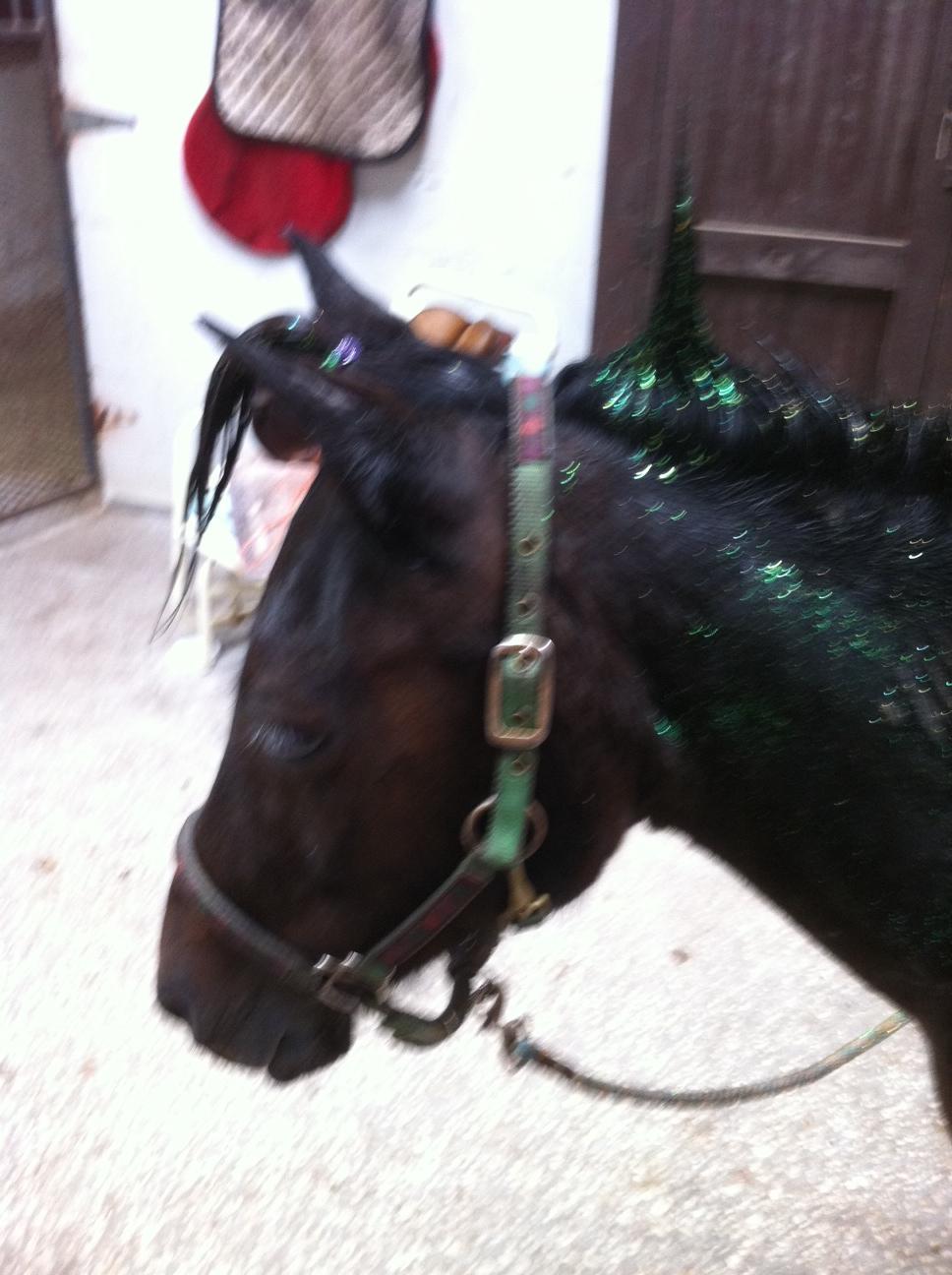 Beautiful pony. Cross Rails Riding Academy