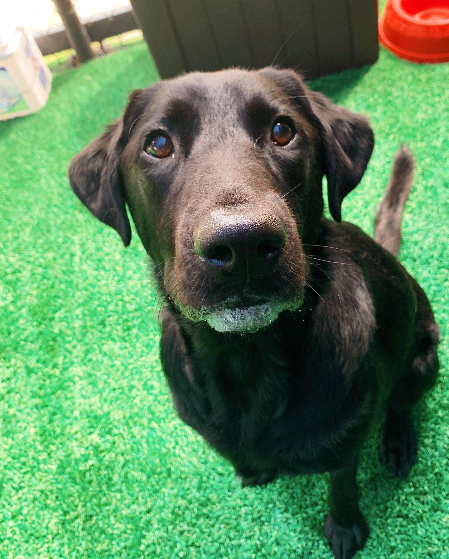 Crossroads Animal Hospital Gallery Greenwell Springs Vet