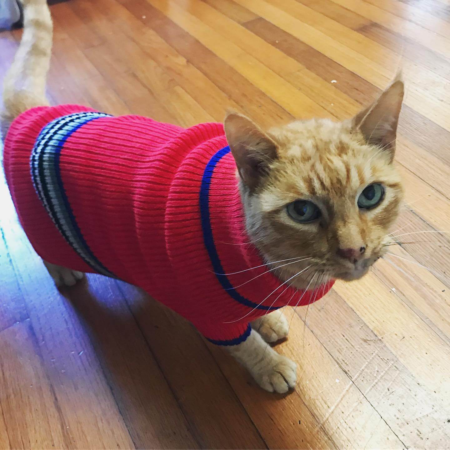 Crossroads Animal Hospital Gallery Greenwell Springs Vet