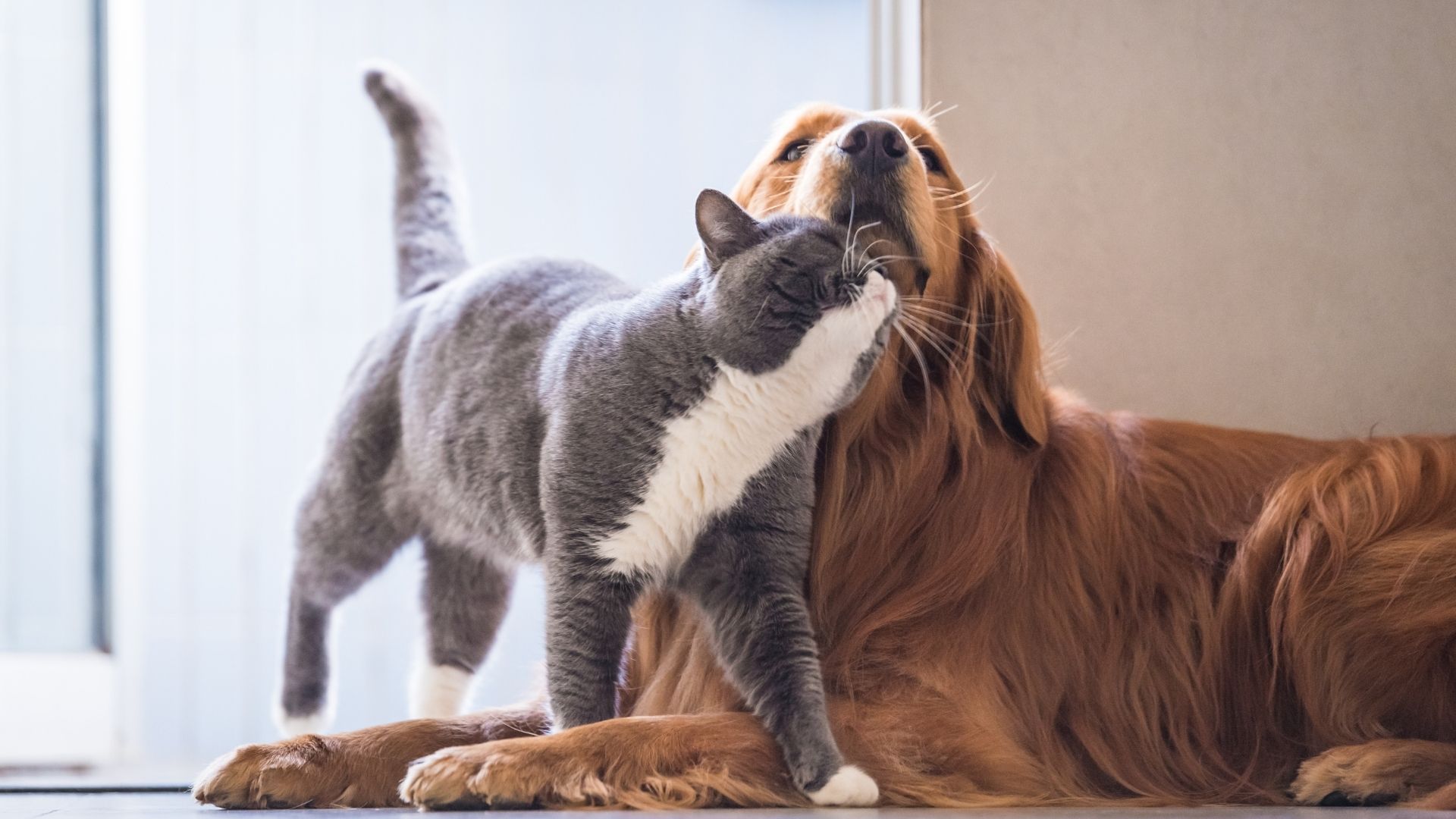 Veterinary Services In Greenwell Springs, LA Crossroads AH