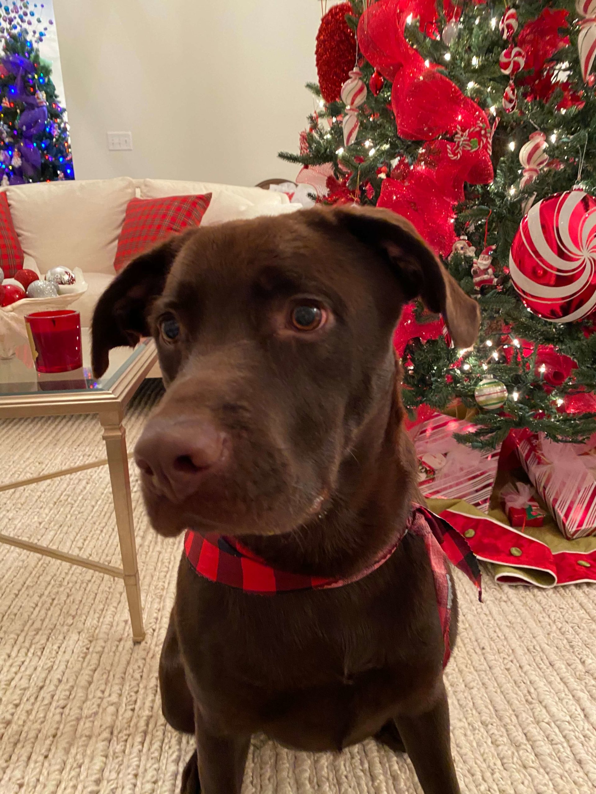 Crossroads Animal Hospital Gallery Greenwell Springs Vet