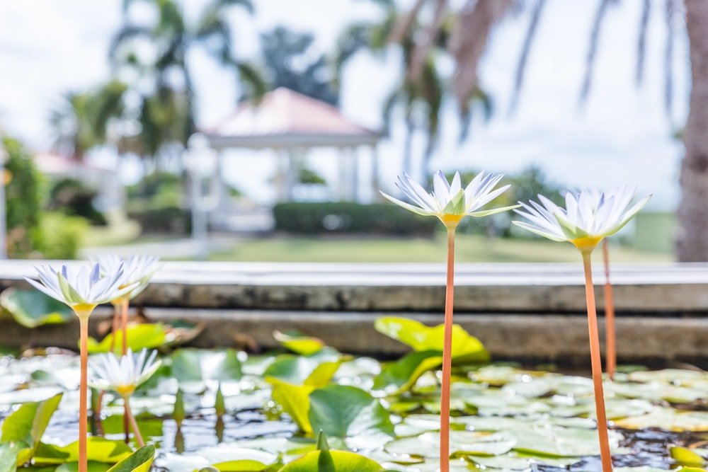 About Us Crossroads Centre Antigua