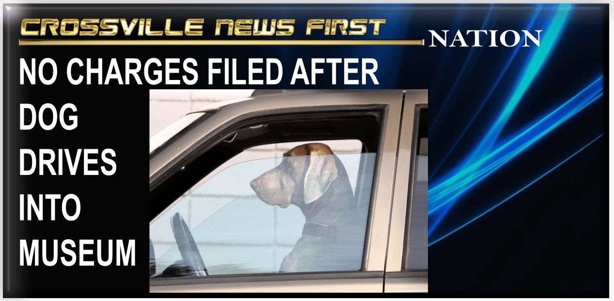Dog Drives Car Into Art Museum In Wisconsin Crossville News First