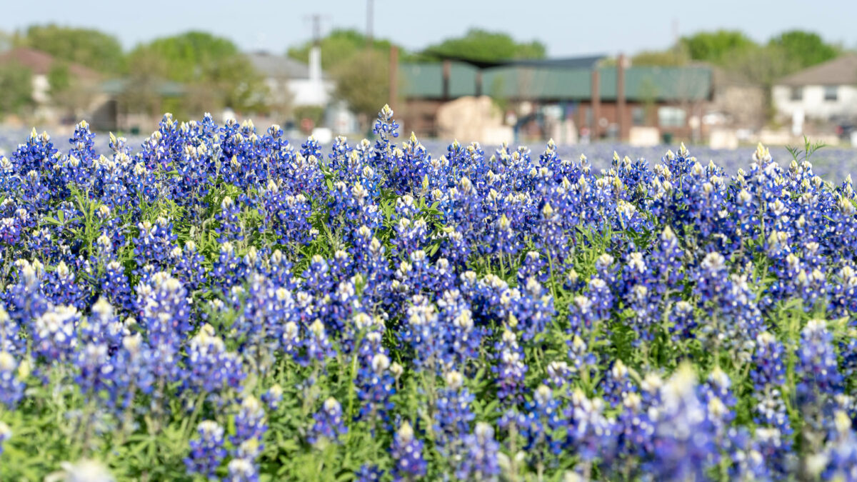 Get Outside in Kyle, TX Crosswinds NEWLY BUILT HOMES IN KYLE, TX