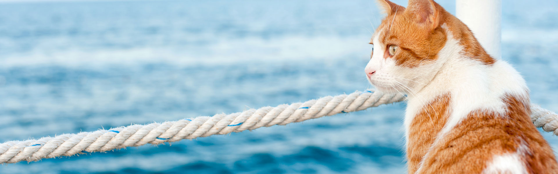 Crosswinds Veterinary Hospital St Johns Veterinary Hospital