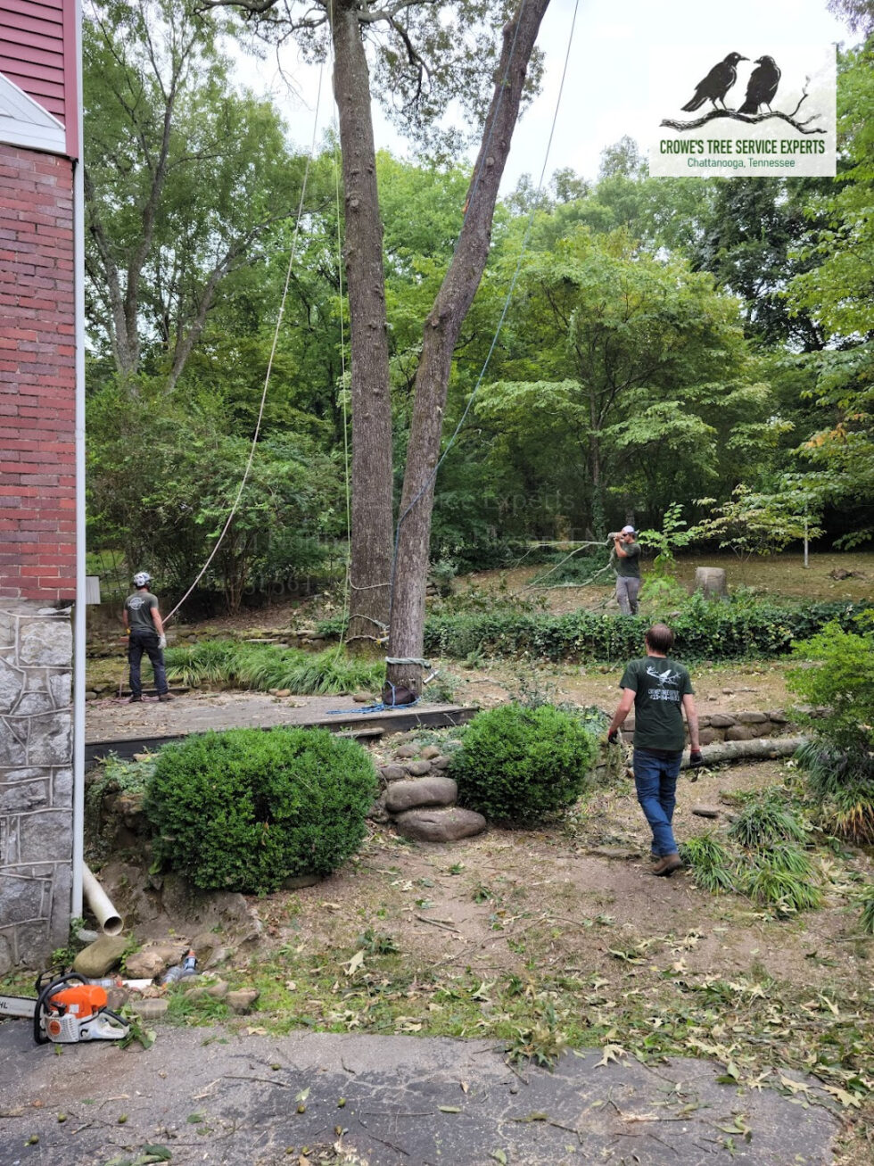 Invest In Your Trees Discover The Surprising Benefits Of Tree