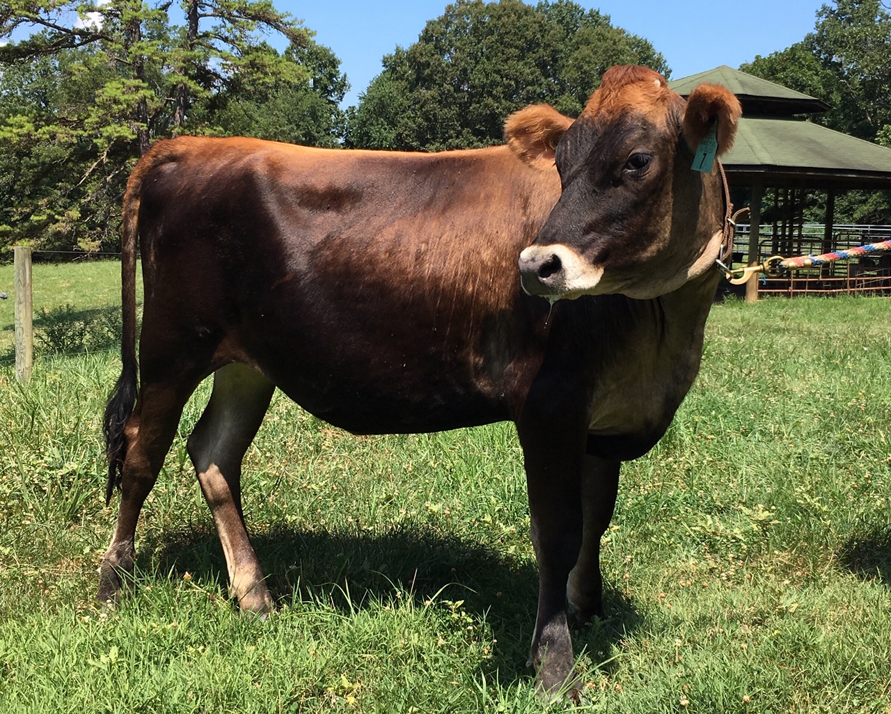 Family Cows Crowfoot Farm, LLC Virginia