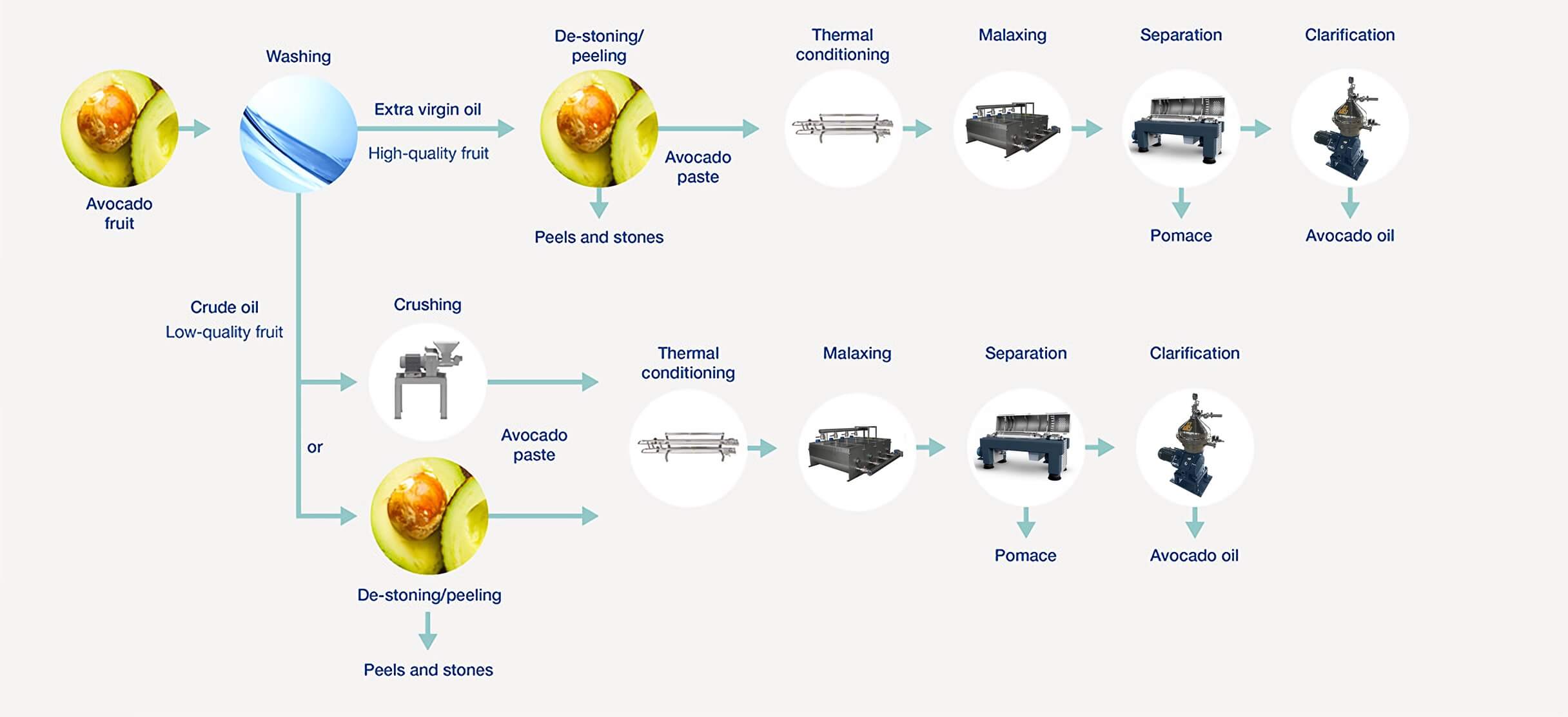 Avocado oil Produce Technique Crown Machinery