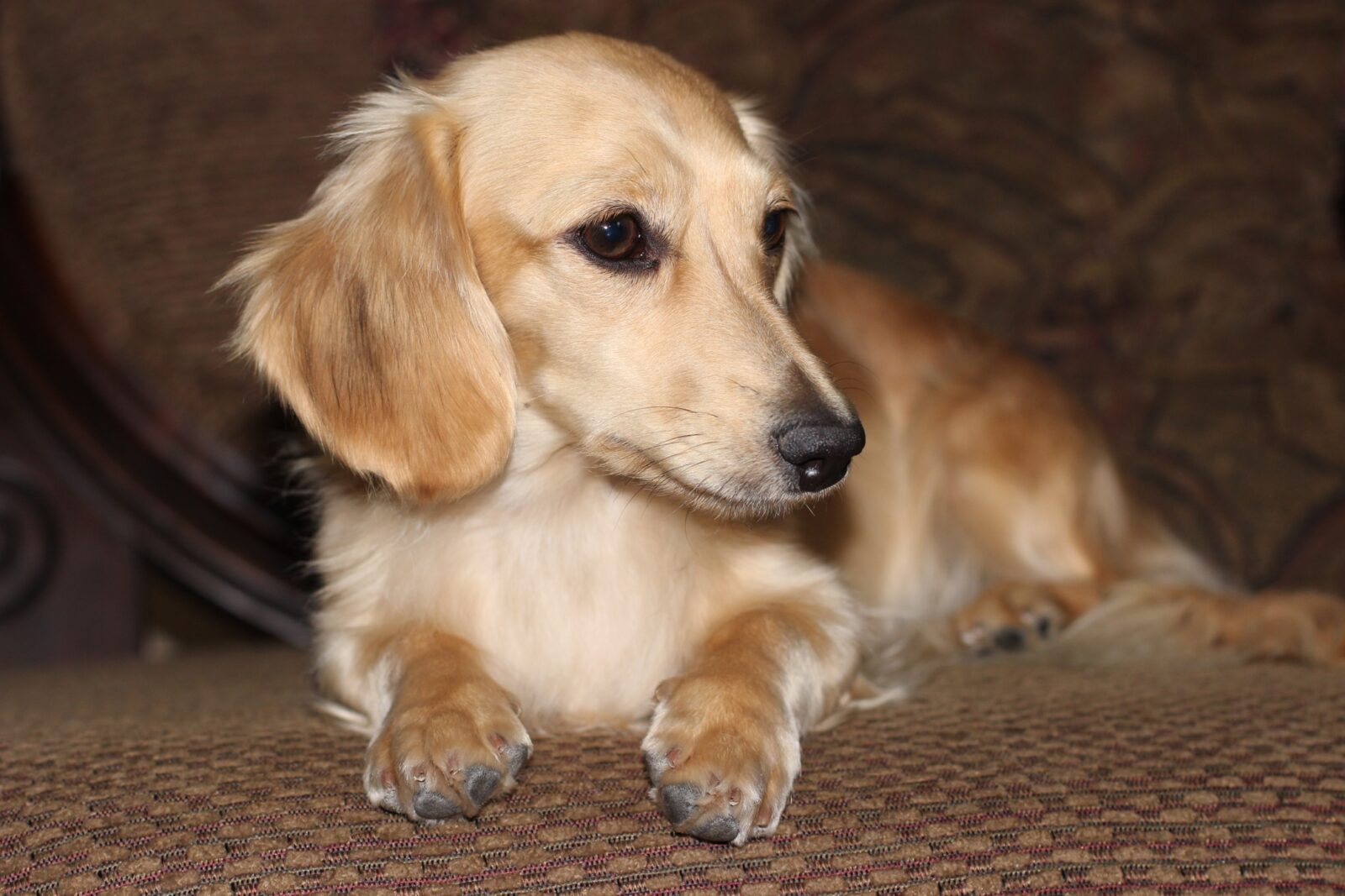 Dams Crown Dachshunds