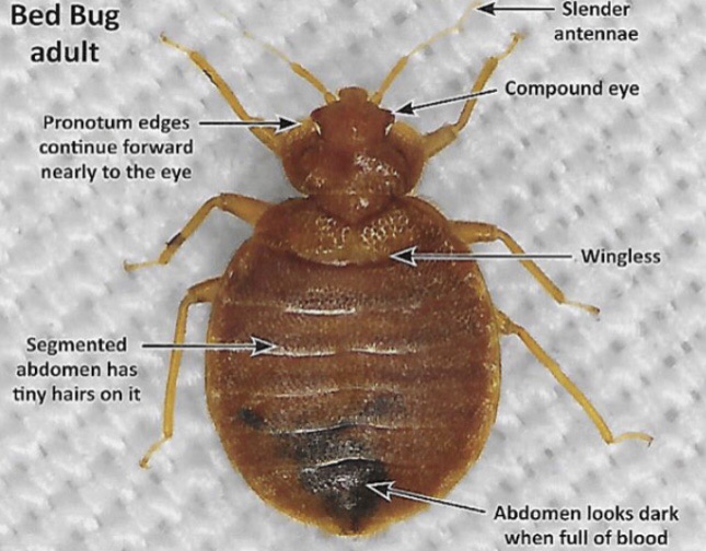 BED BUG FACTS CROWN HEAT BED BUG ELIMINATORS