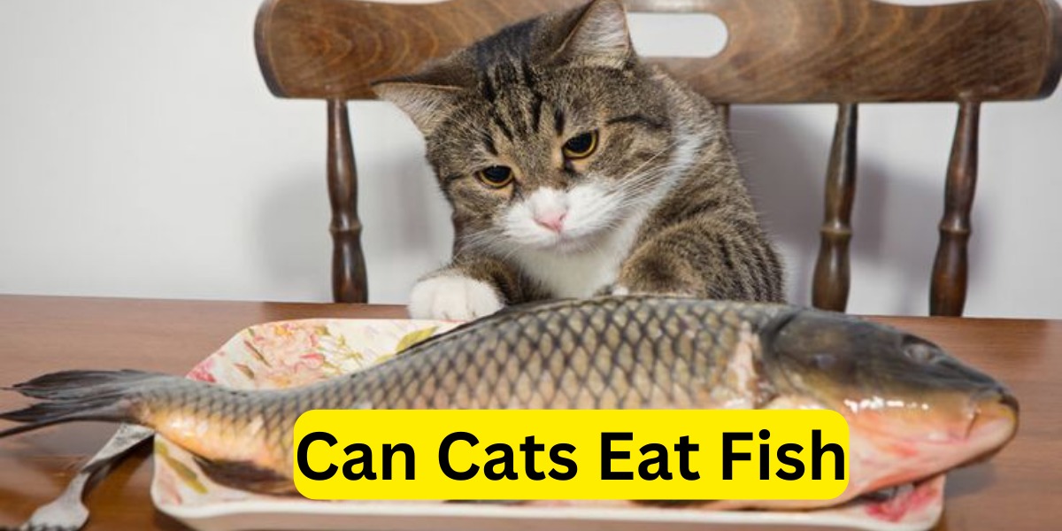 Discover the Rich Flavor of Rohu Fish A Guide