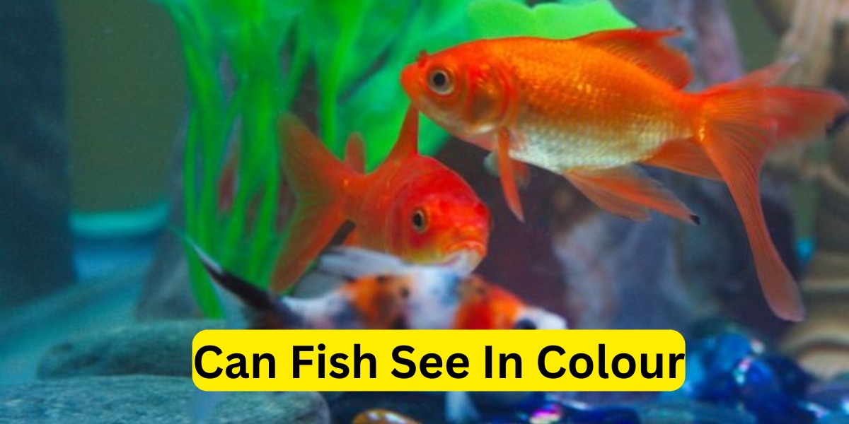 Can Fish See in Color? Exploring the Visual Abilities