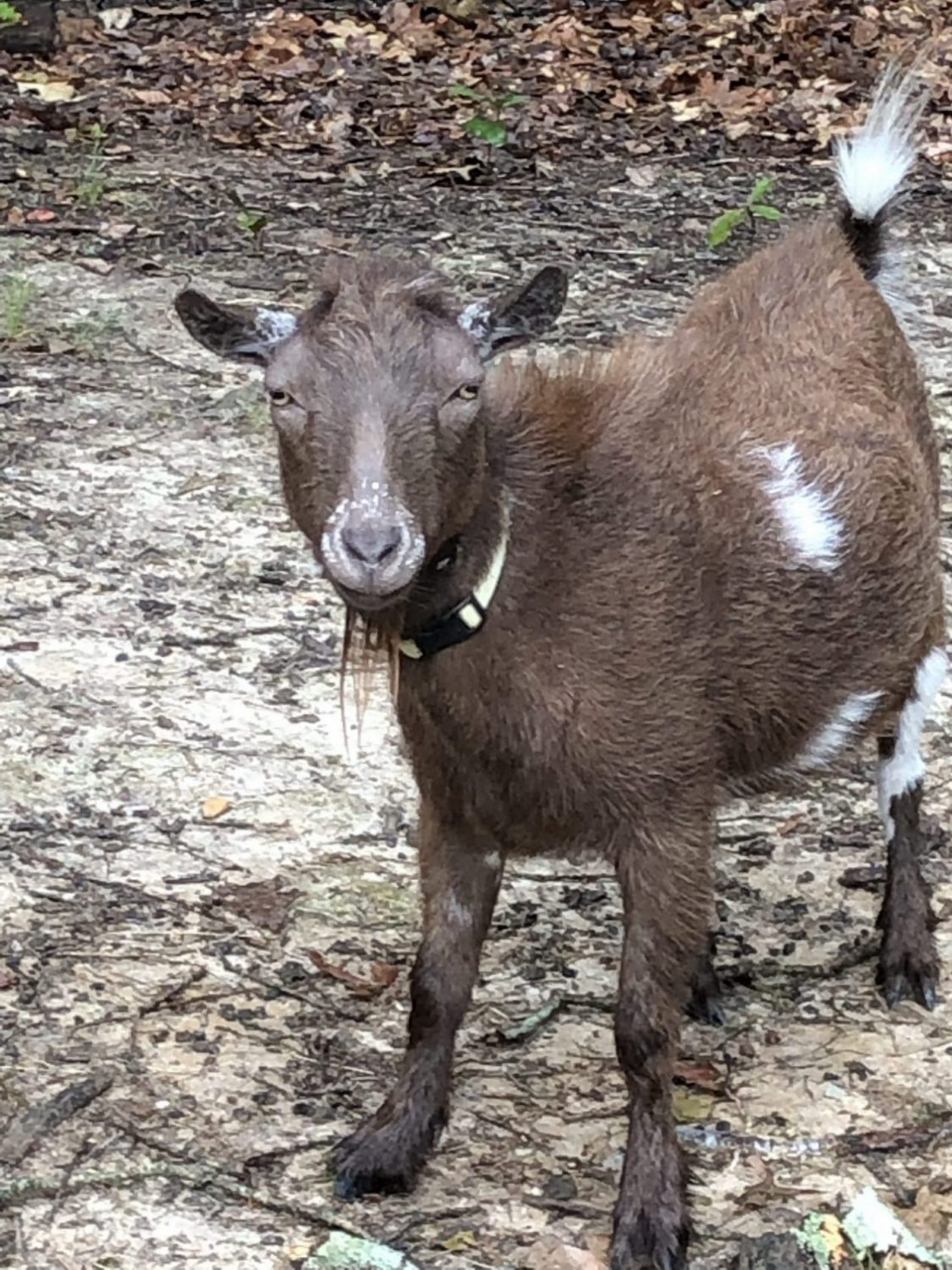 Crows Nest Farms Paragould Ar at Dustin Araujo blog