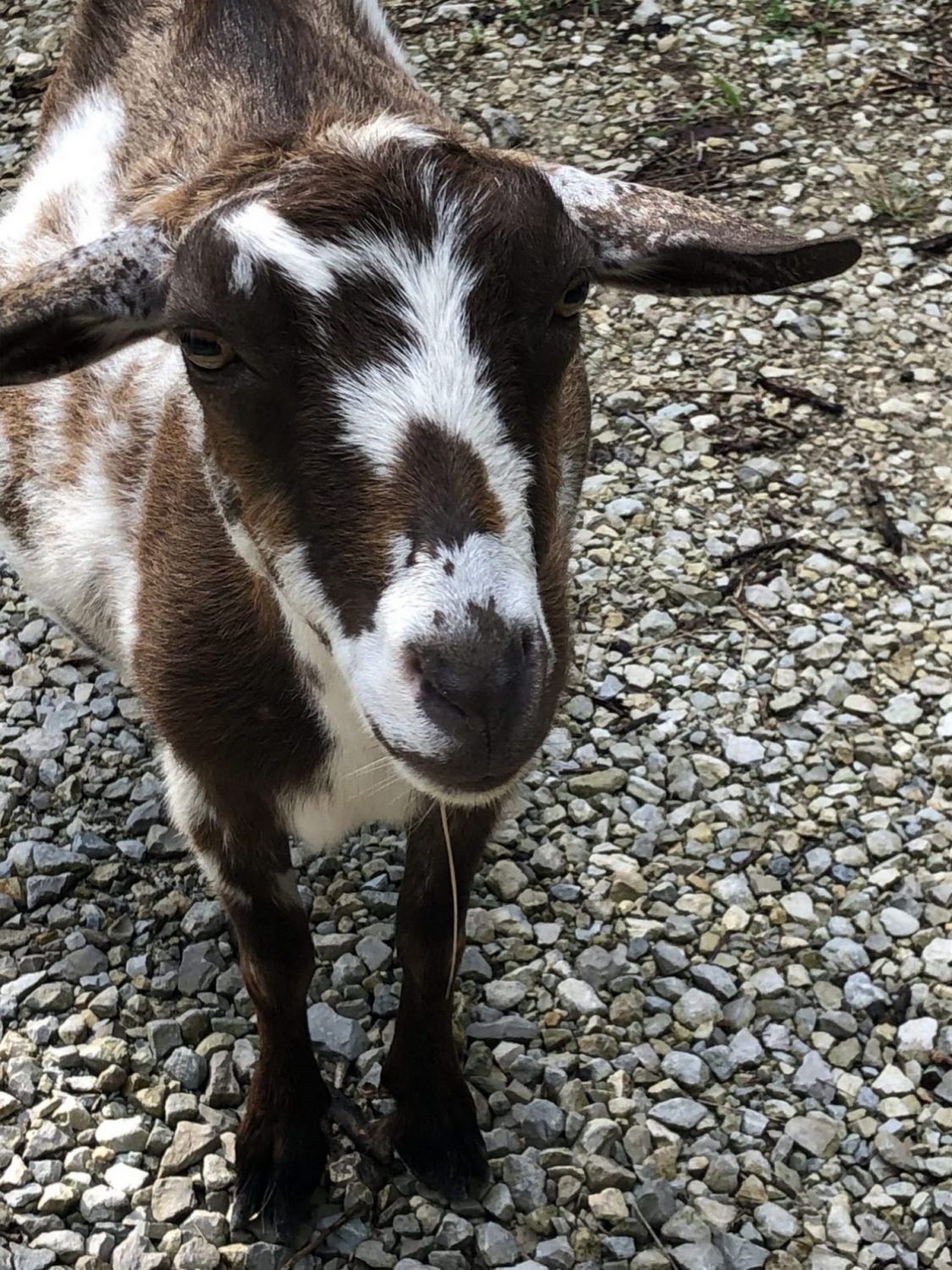 The Crow’s Nest Farms Greene County, Arkansas