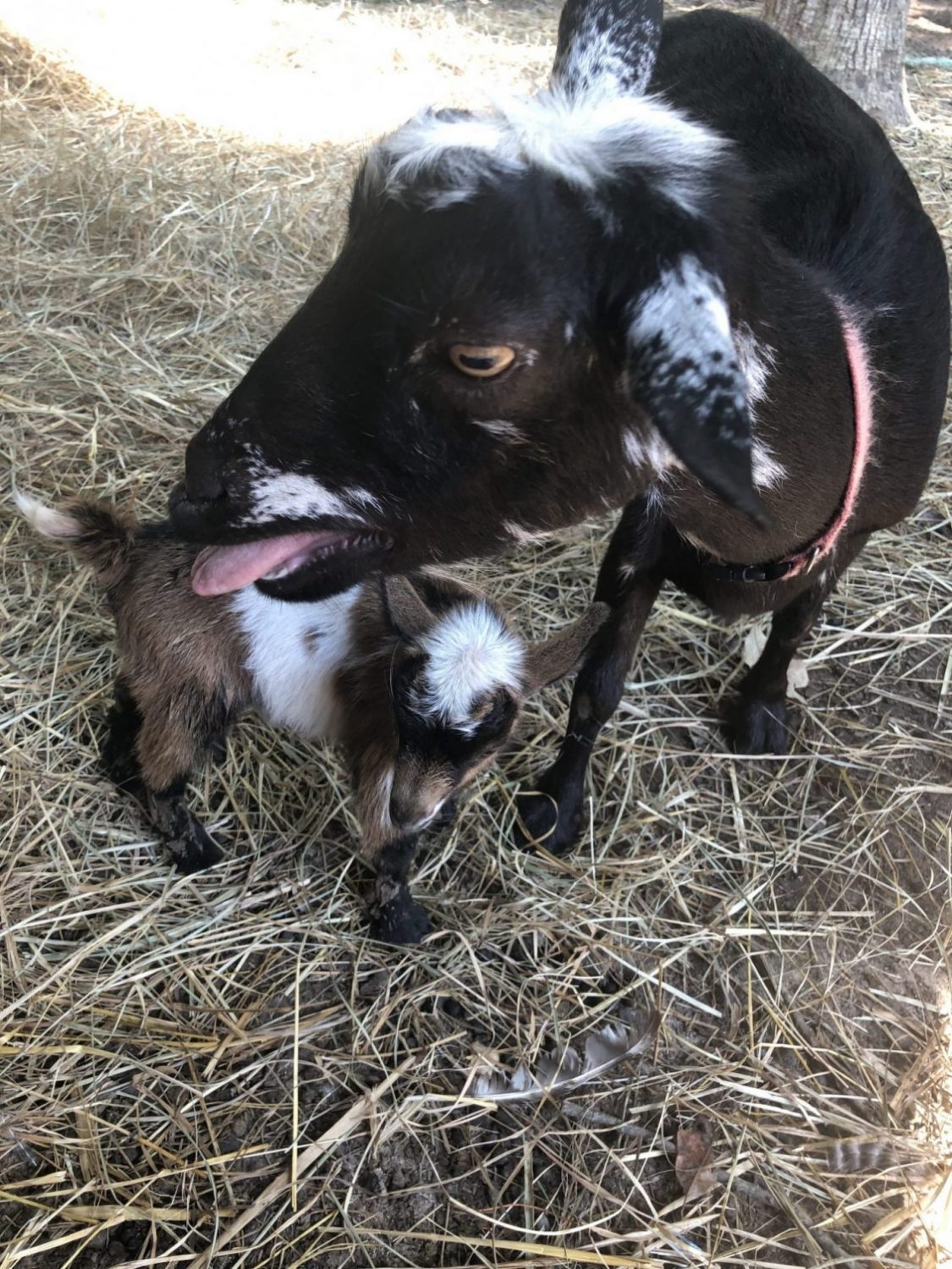 The Crow’s Nest Farms Greene County, Arkansas