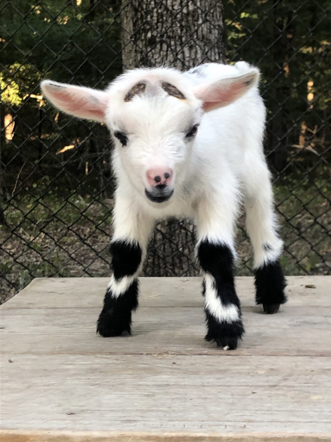 The Crow’s Nest Farms Greene County, Arkansas