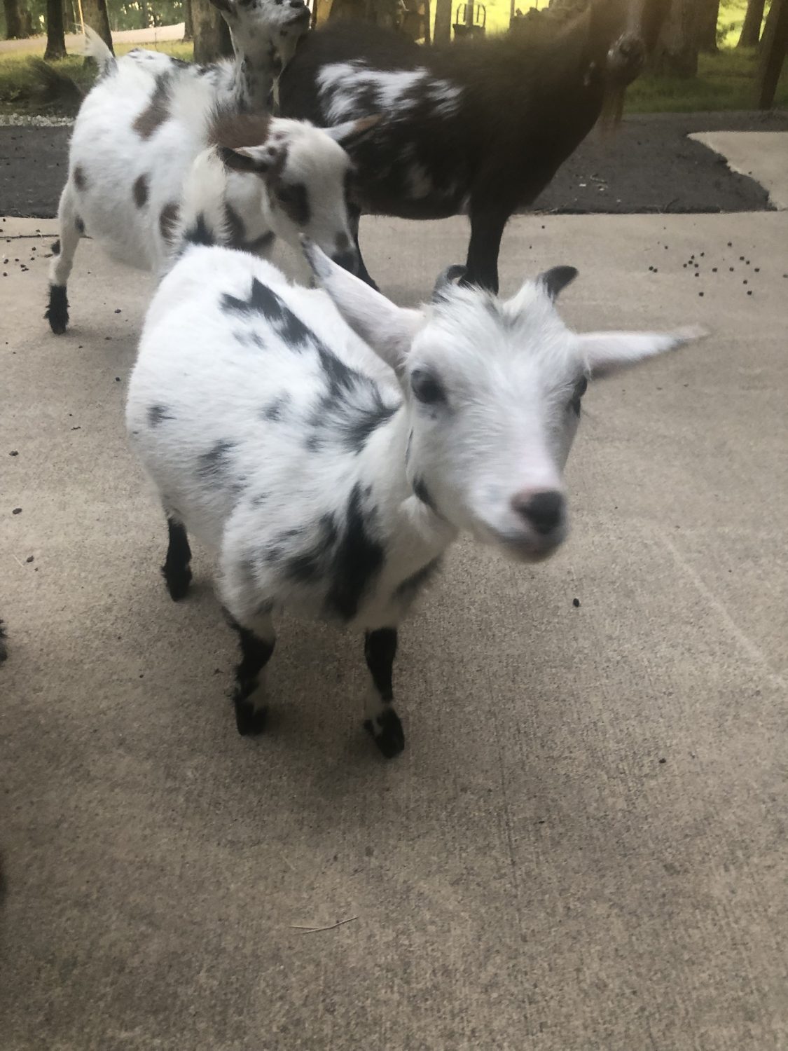 The Crow’s Nest Farms Greene County, Arkansas