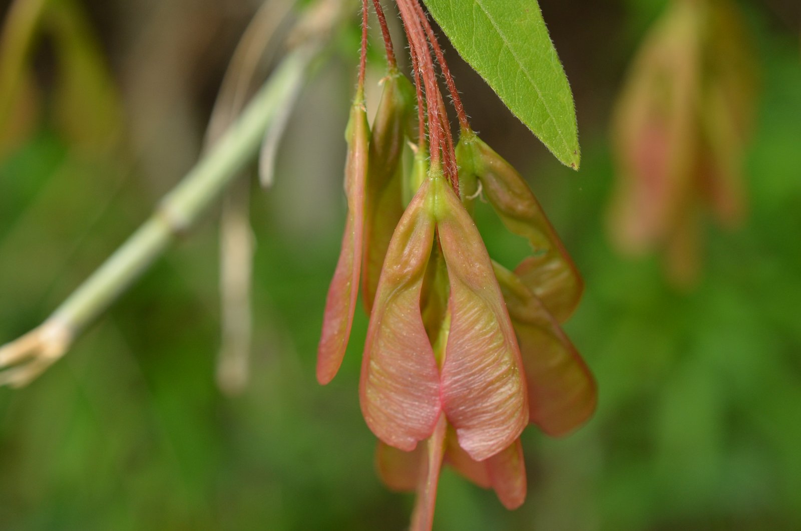 Abortion in the Natural World Plants Crow's Path