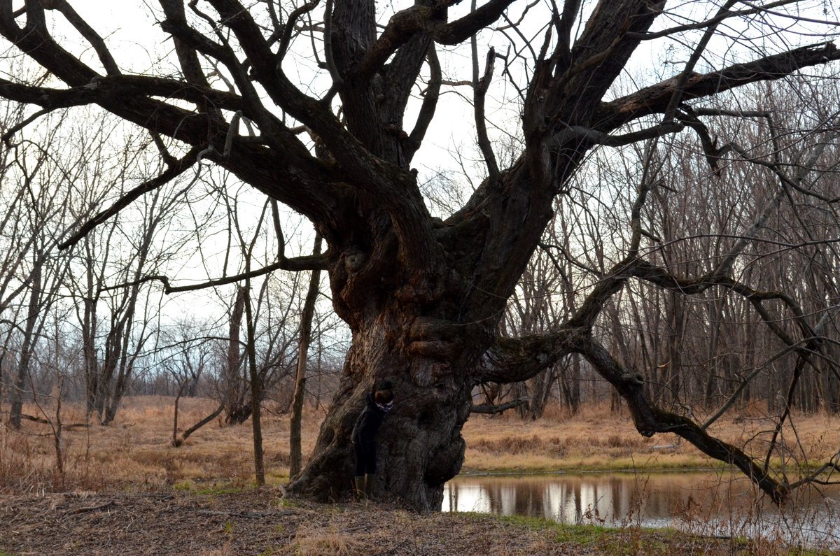 Wolf Trees Crow's Path