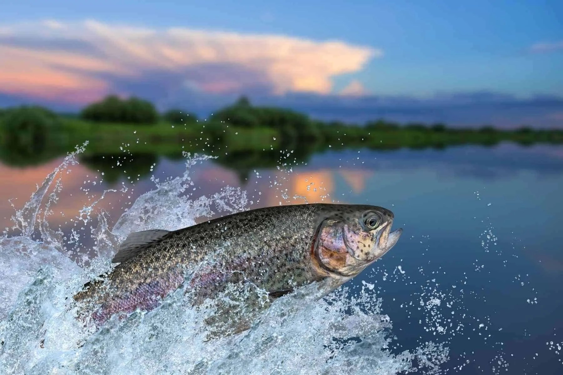 How Long Can A Fish Live Out Of Water?