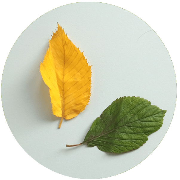 Why do autumn leaves change color? Crowther Lab