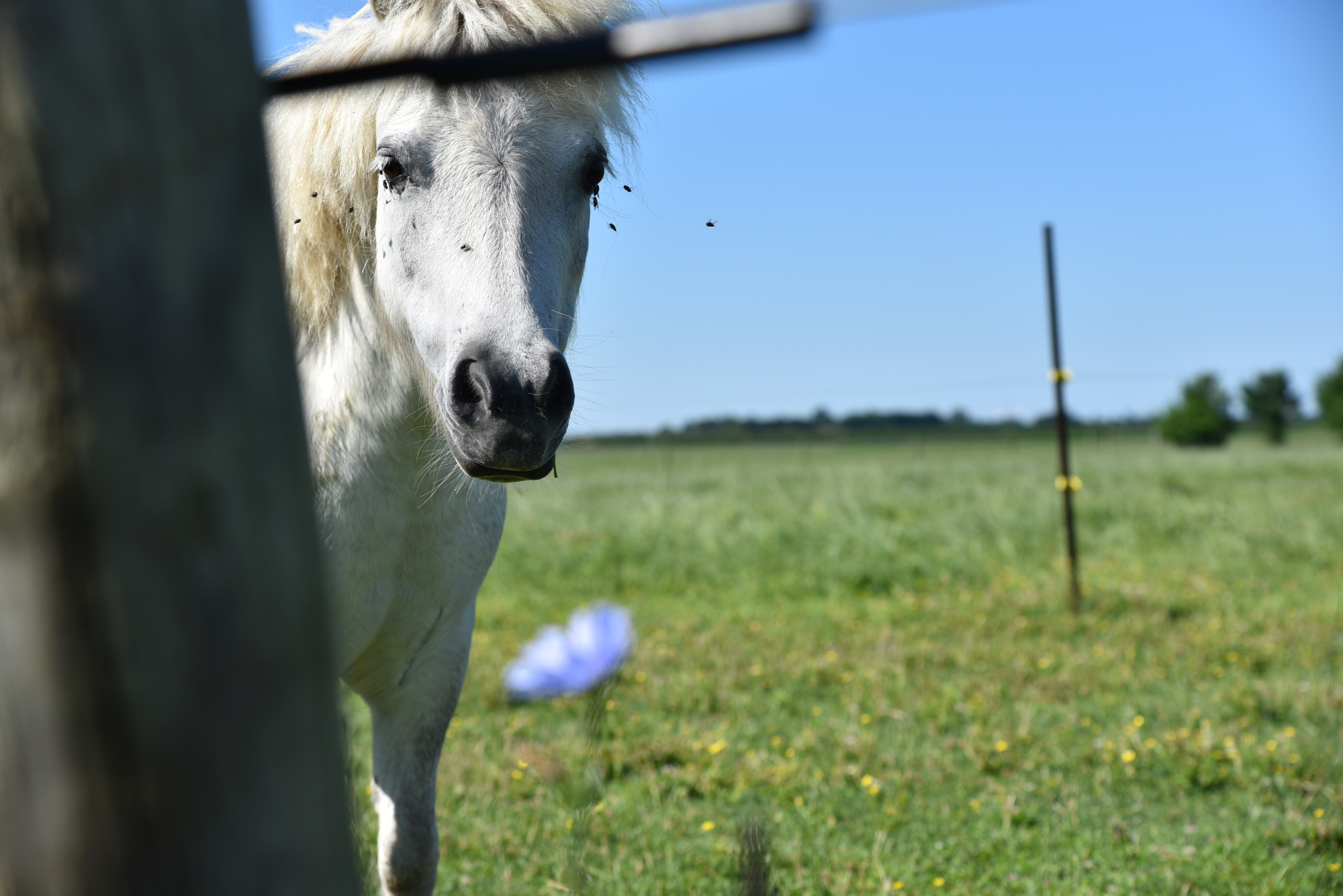 Cottage Mini Horses Crow Vineyard & Winery