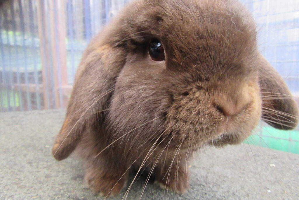 Work at The Cat & Rabbit Rescue Cat & Rabbit Rescue Center