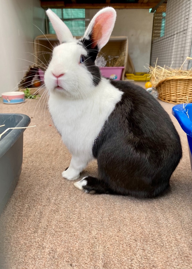 Haagan Dazs Cat & Rabbit Rescue Center