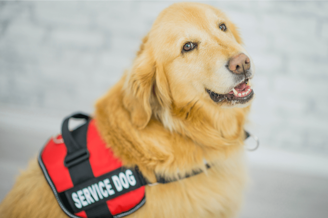Service Dog Training San Diego Meet our Trainer! CRT K9
