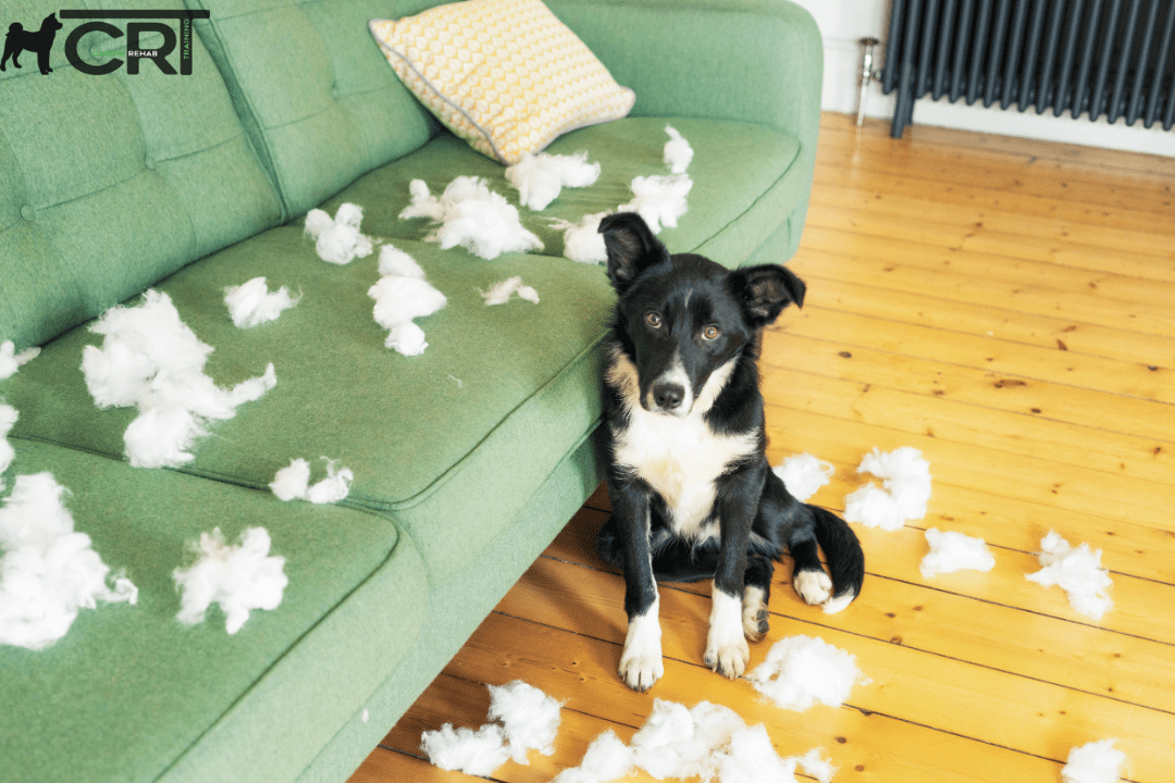 Training Dogs with Separation Anxiety (Expert Trainer Helps!) CRT K9