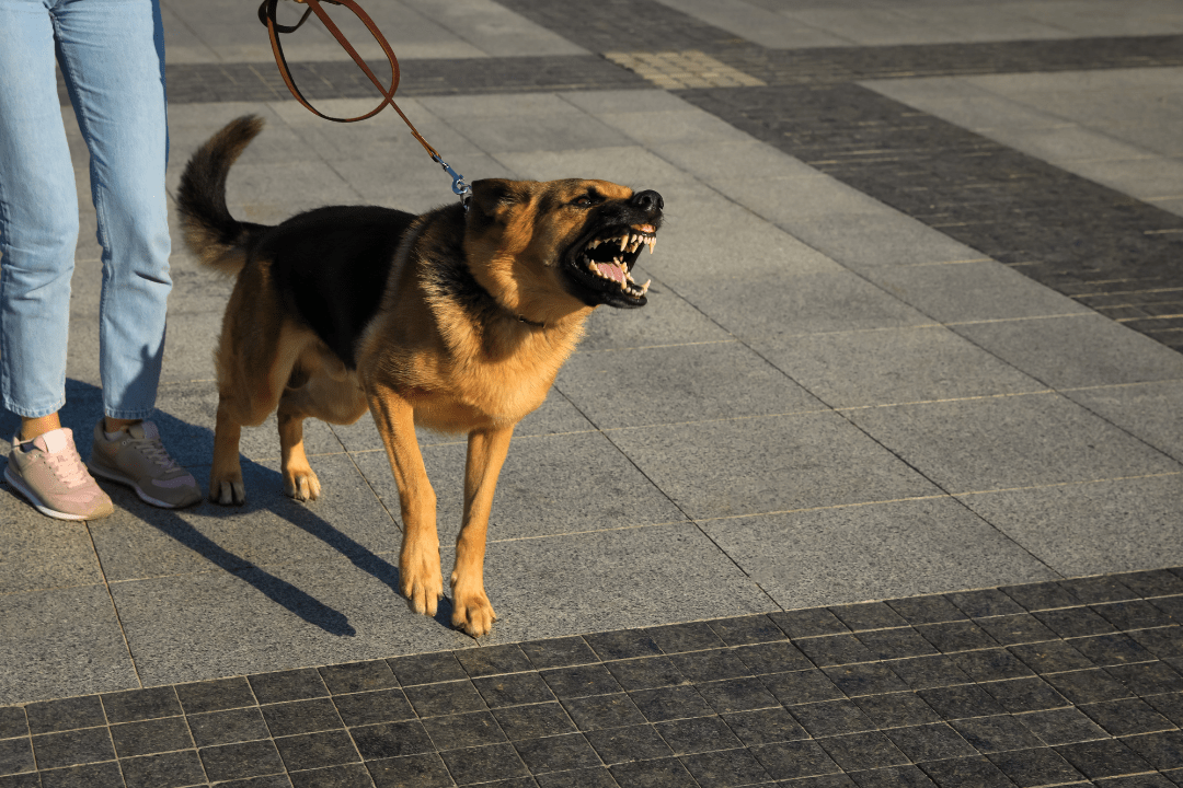 Why do Dogs Aggressive (Expert Trainer Explains) CRT K9