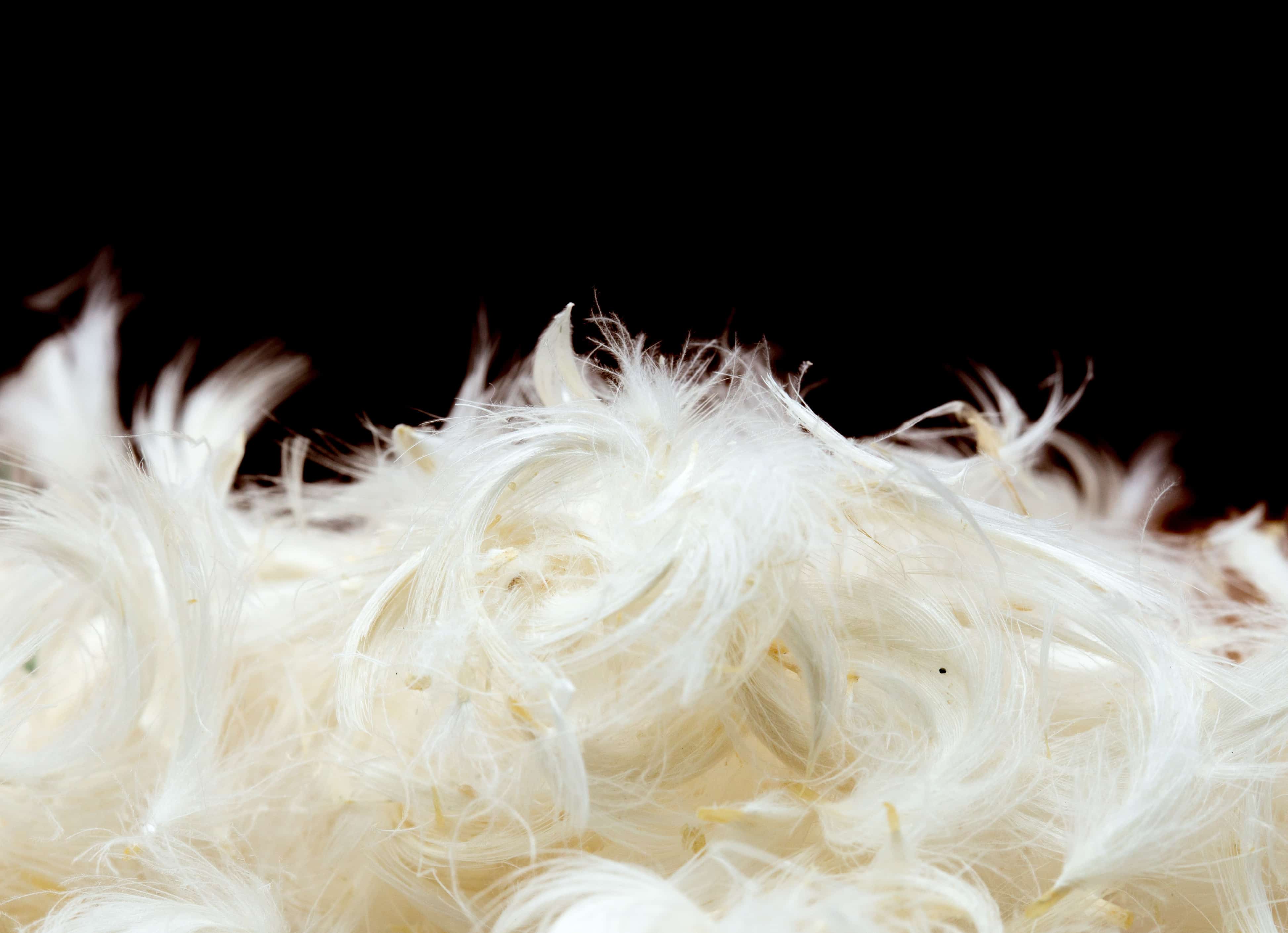 Can Down Products Be CrueltyFree? (Includes Ethical Ways to Source)