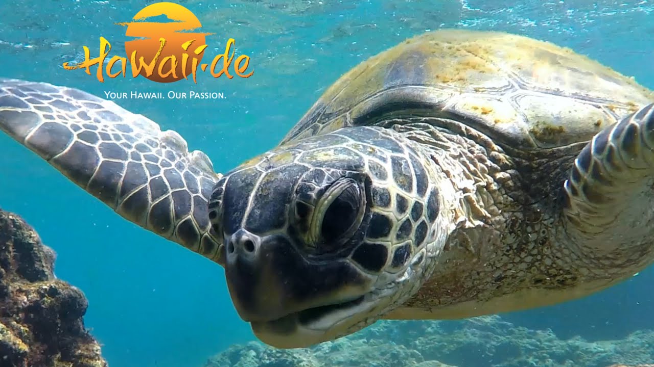 Best Places to Snorkel in Oahu 7 Top Spots! Cruising Sea