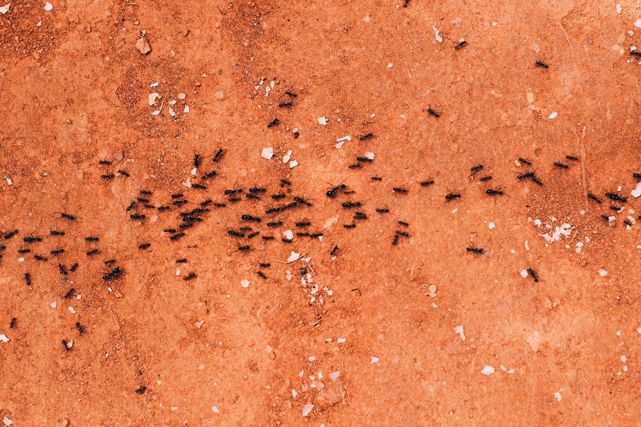 Help! There Are Ants Under My Carpet!