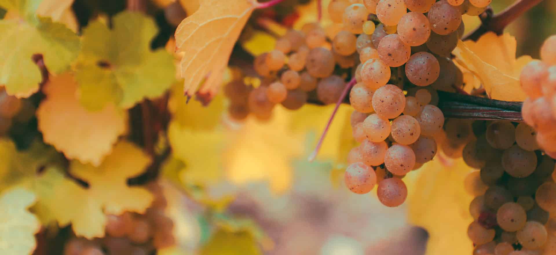 New York Wines Online