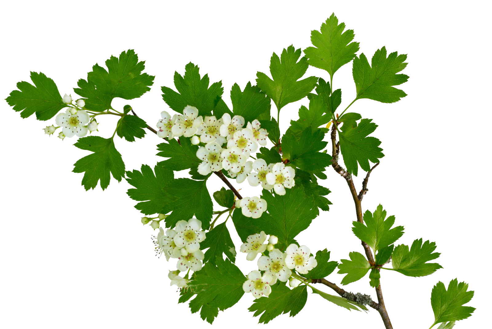 Handcrafted 1 oz Tincture Hawthorn Leaf & Flowers C.R.Y. Herbals