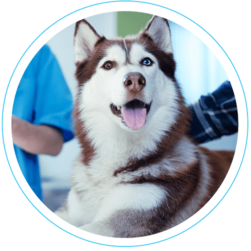 Canine Cryotherapy Treatment Cryocool Australia
